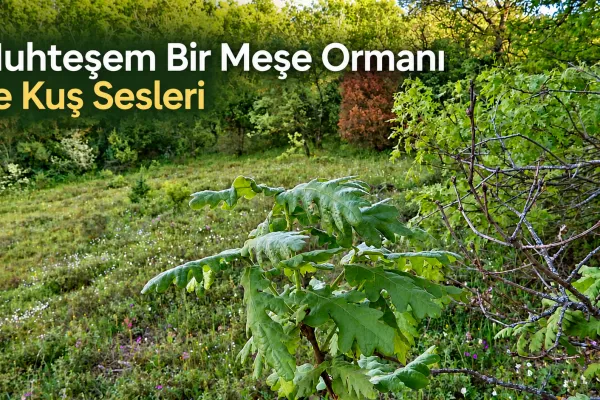 Fotoğraf 35