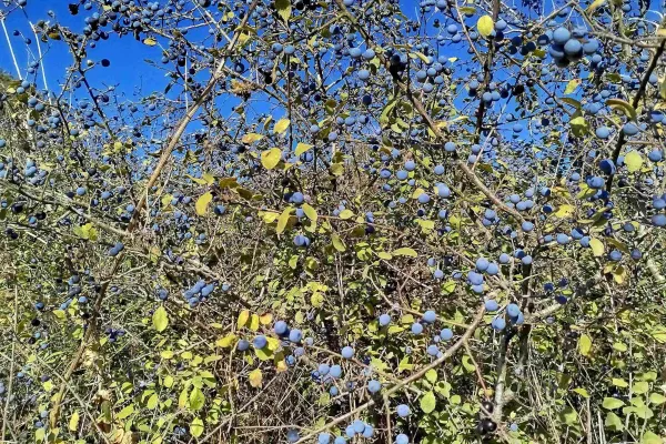 Fotoğraf 20