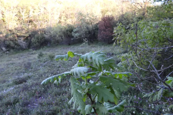 Fotoğraf 15