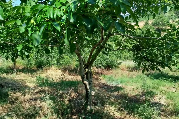 Fotoğraf 12