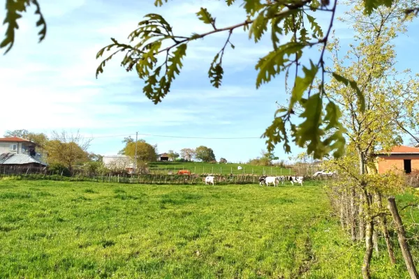 Fotoğraf 19